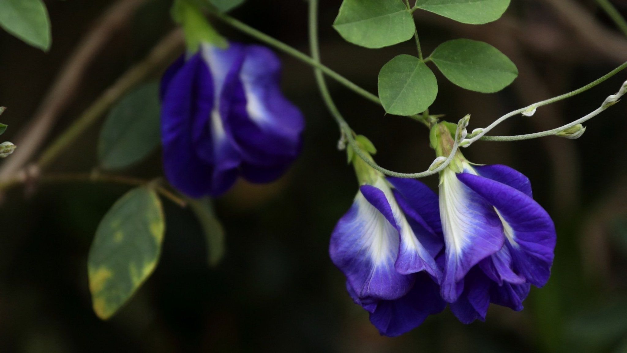 Butterfly Pea Flower: Why Feel Blue When You Can Drink It? - Revival Tea Company