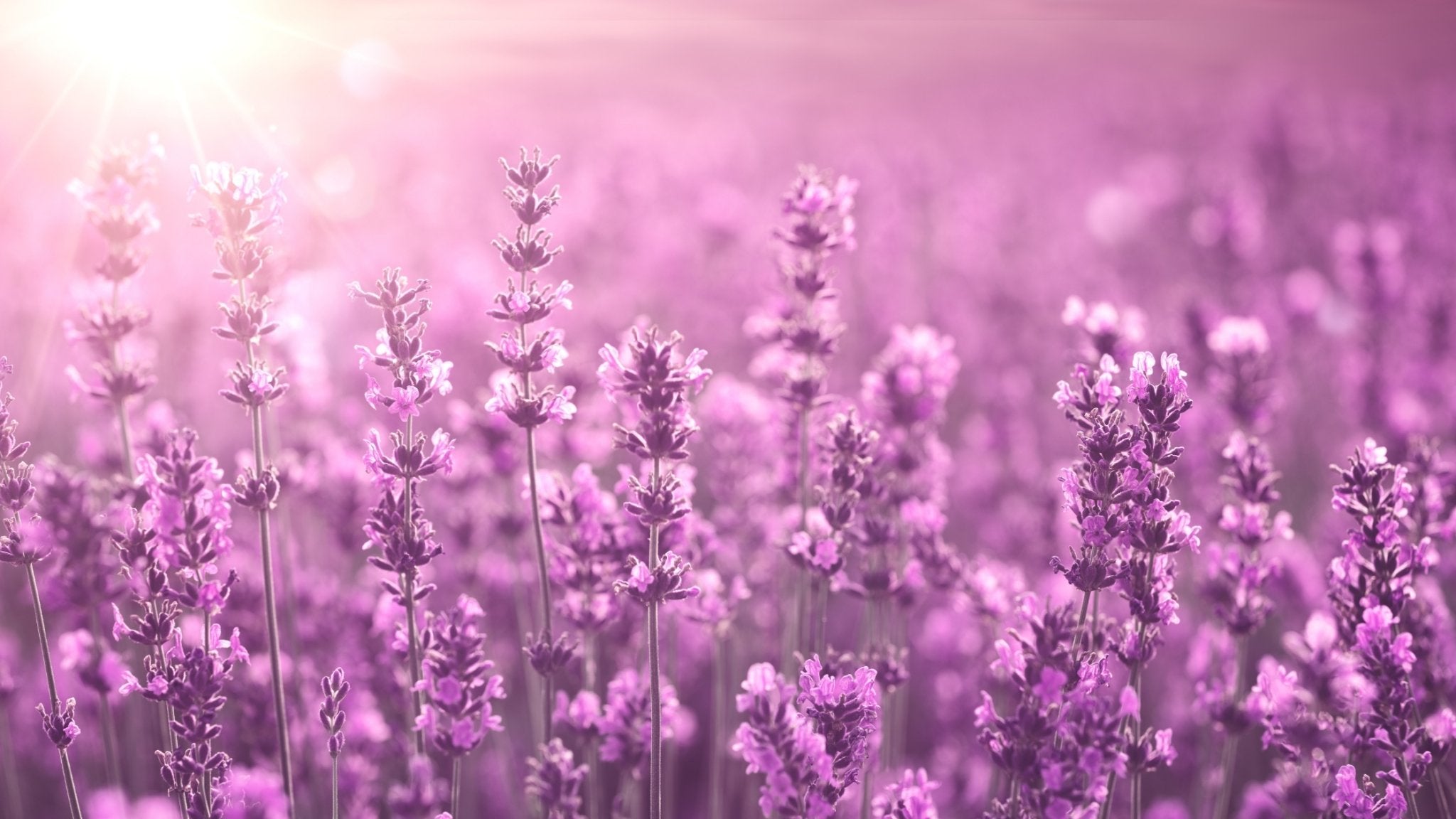 Lavender Tea: Now In Bloom At Revival