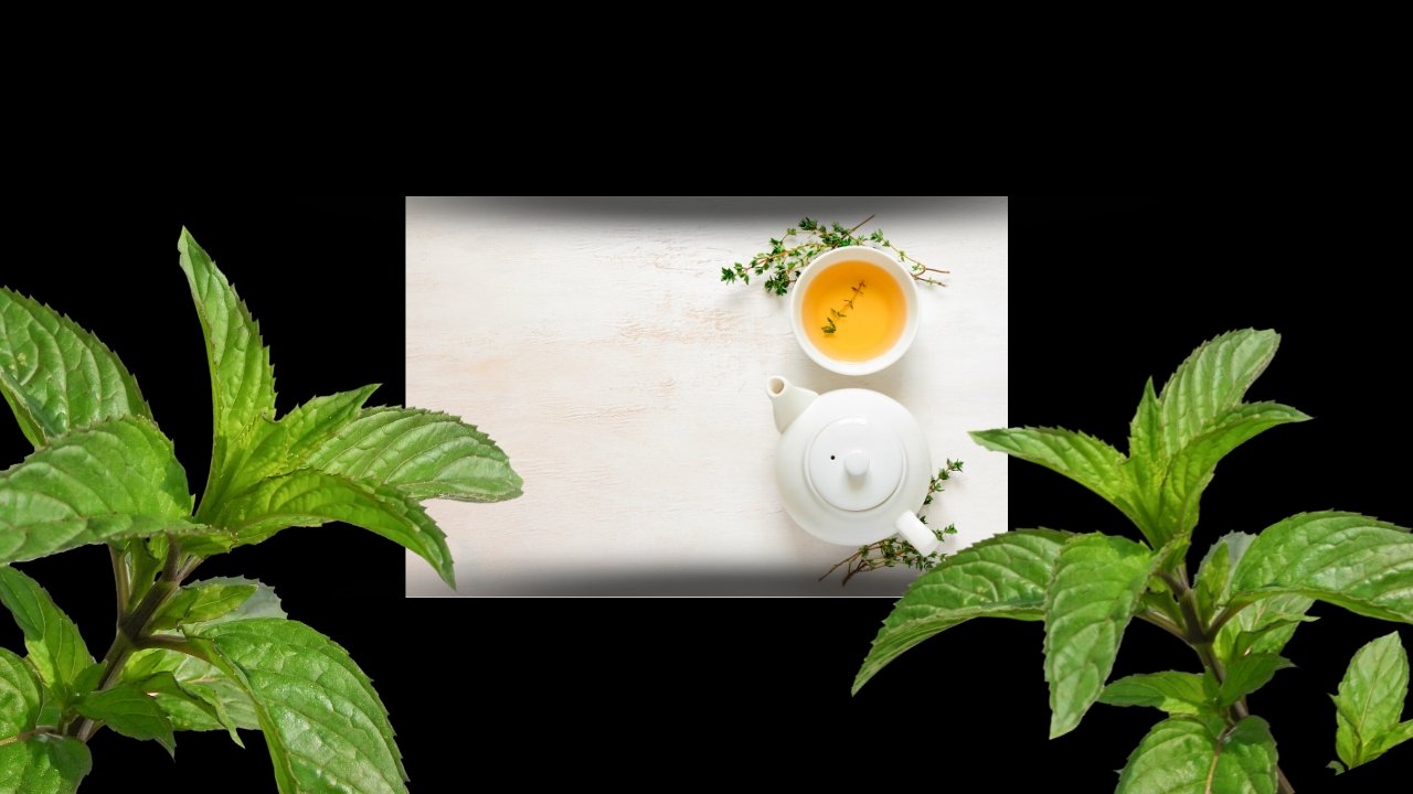 Revival Tea Academy: Green Tea (Chun Mee)