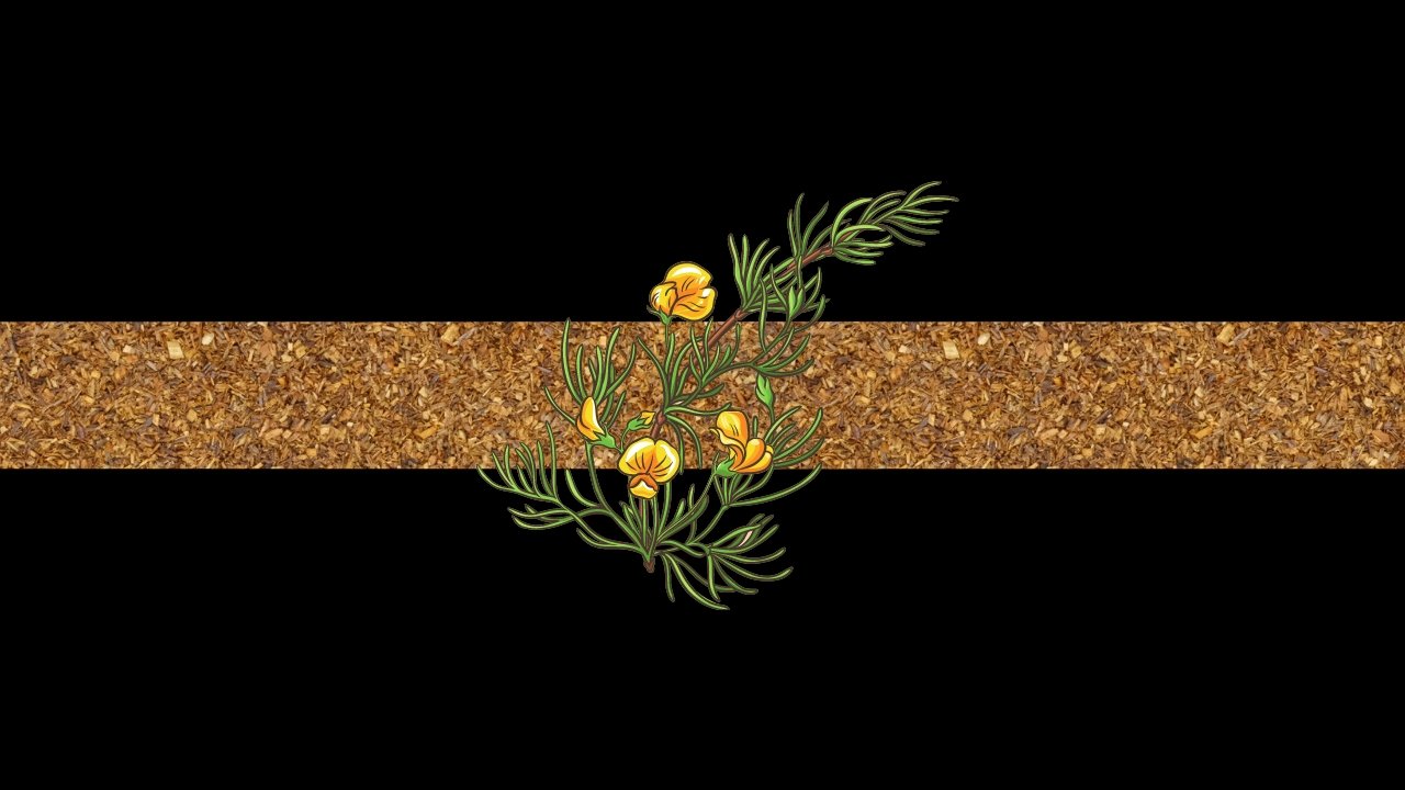 Revival Tea Academy: Rooibos