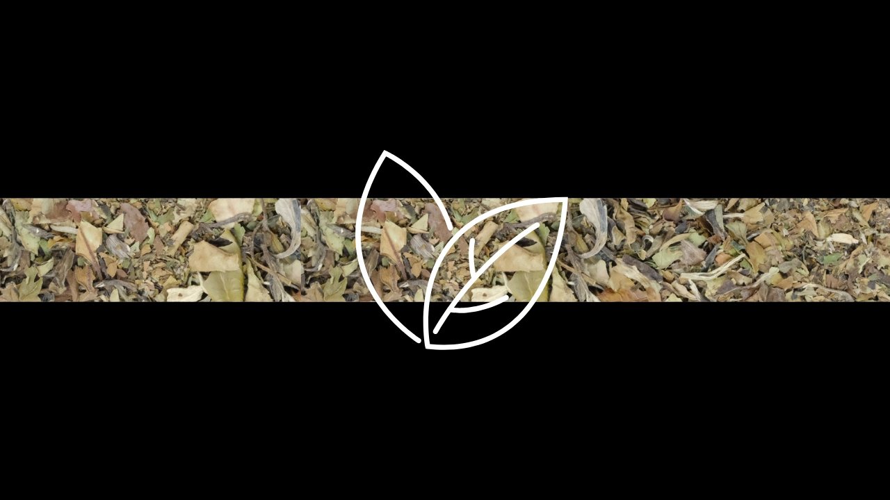 Revival Tea Academy: White Tea (Bai Mu Dan) - Revival Tea Company