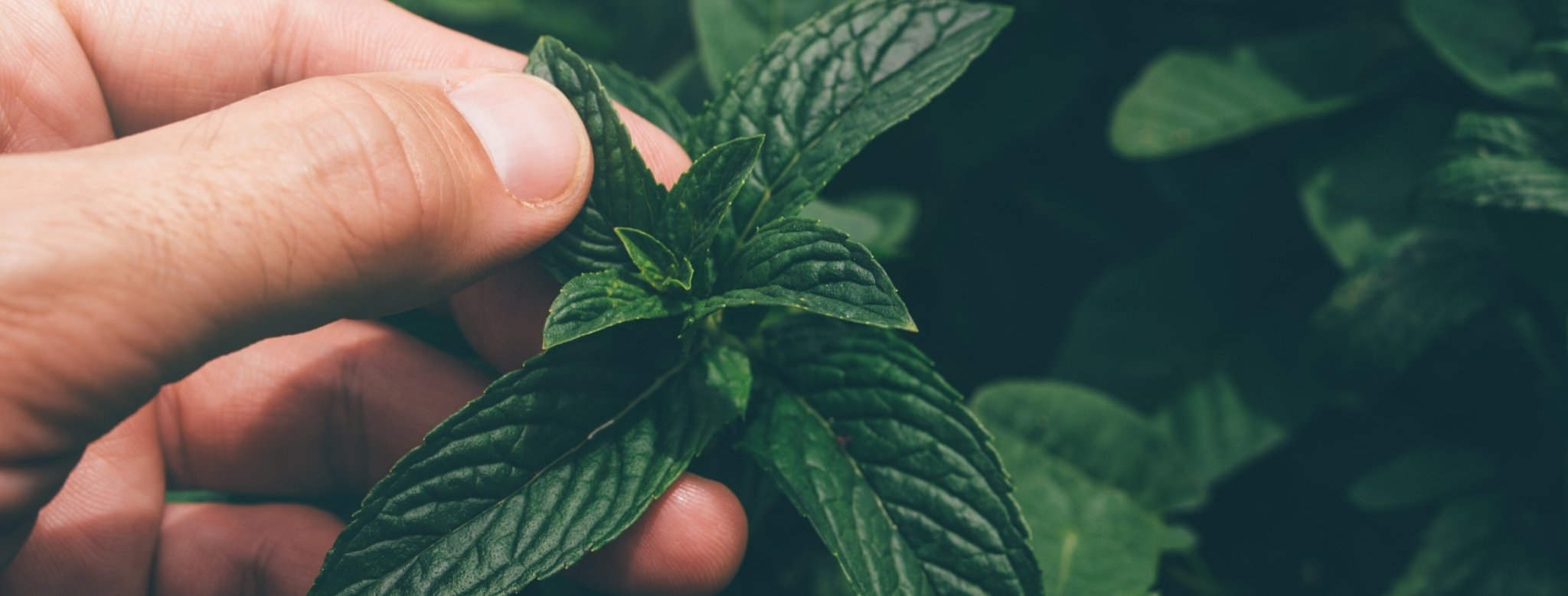 Why is Everyone Drinking Peppermint Tea? - Revival Tea Company