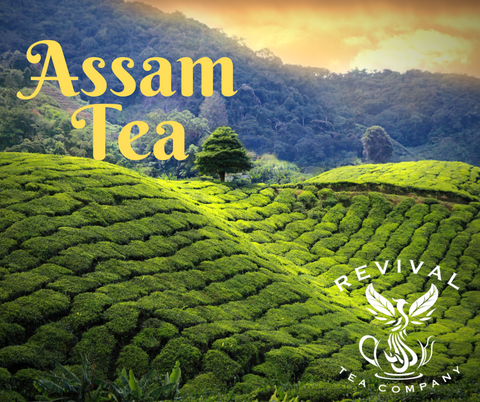 Assam Tea